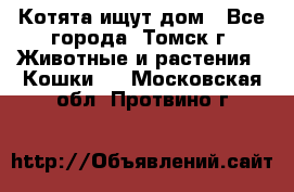 Котята ищут дом - Все города, Томск г. Животные и растения » Кошки   . Московская обл.,Протвино г.